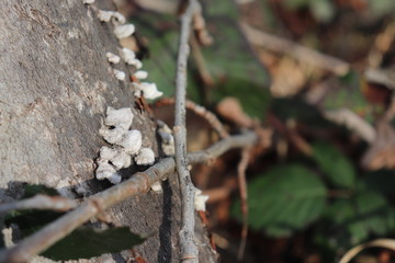 mushroom