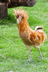 angry rooster
