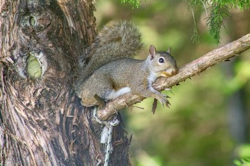 Squirrel resting on a tree after not having much luck raiding a bird feeder.
