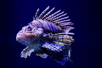 Beautiful and venomous Lion fish, Pterois volitans
