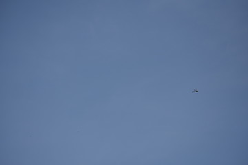 lone dragonfly far away