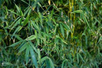 Bamboo Leaves in forest