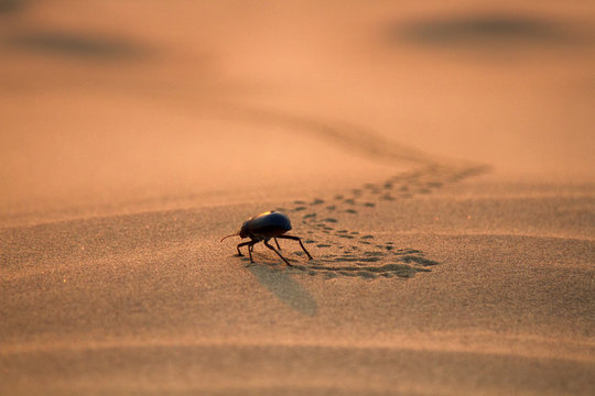 Black beetles (darkling beetles, Blaps) roam sands