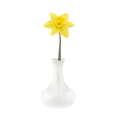 White vase with single daffodil narcissus isolated on white with clipping path