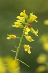 Ladybug on yellow flowers