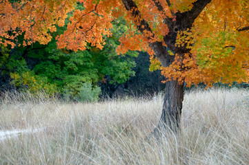 Lost Maples in Autumn