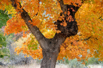 Lost Maples in Autumn