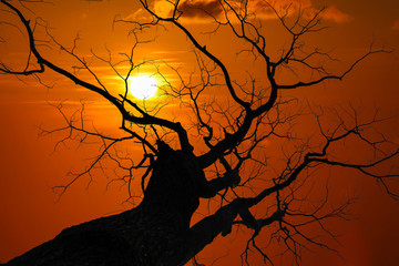 Silhouette of Leave less tree at red sky sunset