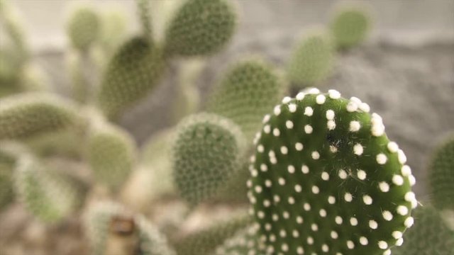 Cactus on garden in slow motion | Spain