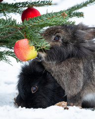 Two dwarf rabbits eating an apple hanging on a christmas tree