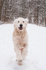 dog running in the snow