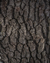 tree bark
