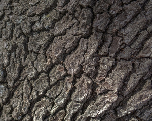 tree bark