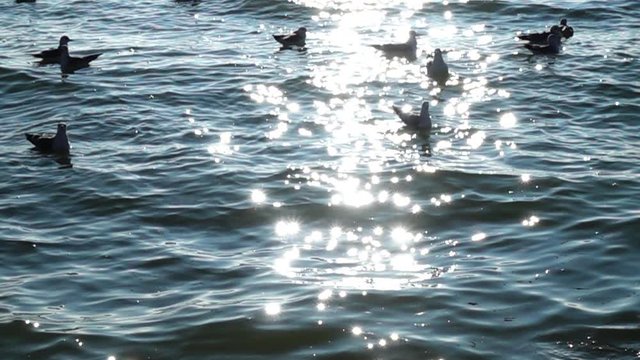 Seagulls and sea. Slow motion.