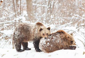 Obraz premium bear cubs playing in snow