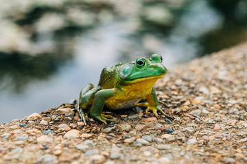 ribbit on the stone