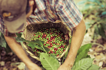 farmer picking coffee fruits