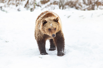 Obraz premium brown bear in snow