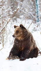 Obraz premium brown bear in snow