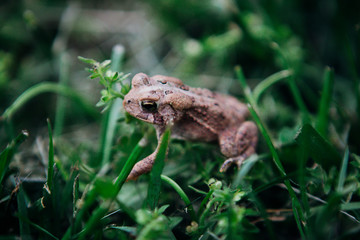brown little frog