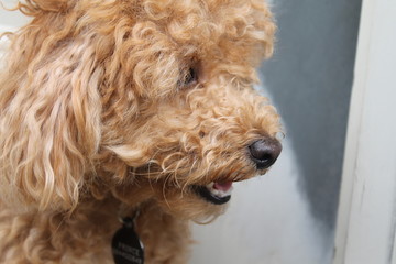 Brown, Minature Poodle, Dog, Puppy, Fluffy