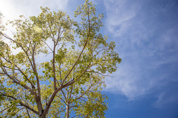 Green fresh Bodhi tree with vivid blue sky.