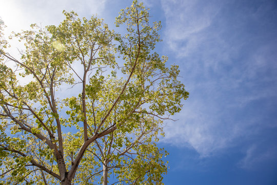 Green fresh Bodhi tree with vivid blue sky.