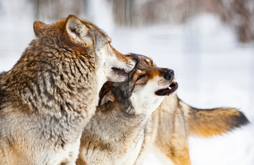 wolves playing in snow