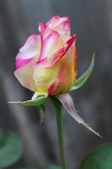 Pink and White Rose