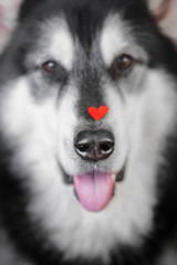 figurine heart on the nose of the alaskan malamute dog. Front view