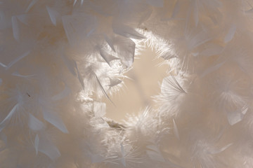 feathers forming circle in white