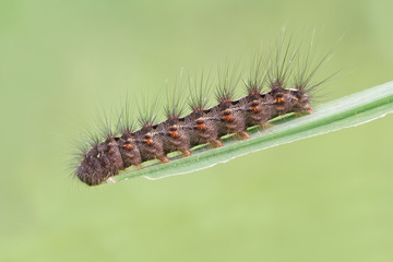  Side view of a caterpillar 