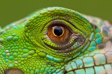 macro of a fantastic green iguana eye