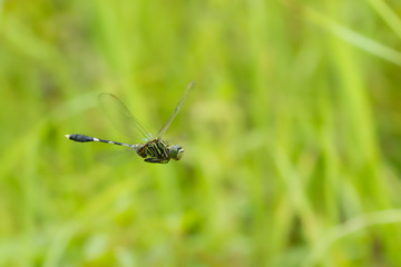 Freezing of Dragonfly