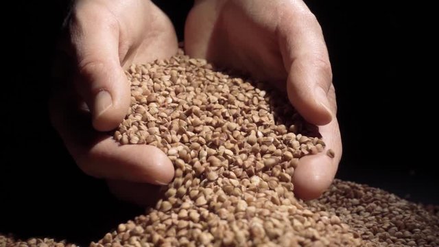 Female hands pours buckwheat grain. Slow motion