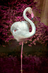 Flamingo bir standing in a water pond