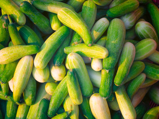 Cucumber background Cucumber harvest , many cucumbers.