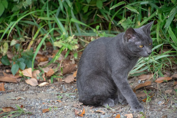 ねこ