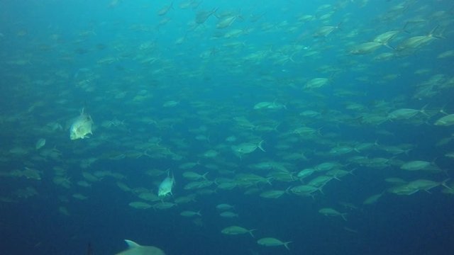 Tuna fish in ocean 