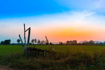 Soy bean fields in summer season at sunset