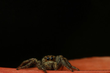 Macro of leaping spider eyes