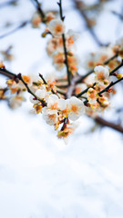 Obraz premium beautiful plum blossoms