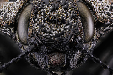 Macro Insect Eyes
