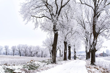 Allee im Winter in Masuren