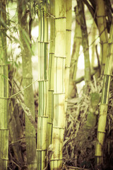 vintage effect on bamboo tree, bamboo forest