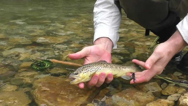 closeup fisherman squats and releases beautiful spotted trout in mountain river shallow water in summer 
