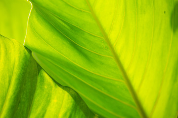 Green leaves pattern texture background, Close up & Macro shot, Selective focus, Abstract graphic design