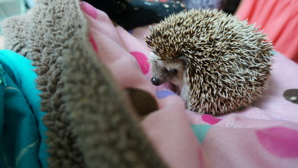 American life / domesticated hedgehog