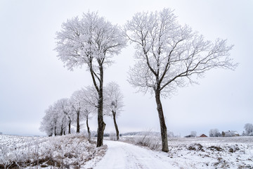 Fototapeta na wymiar Allee im Winter in Masuren