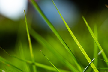 Green grass field, Close up & Macro shot, Selective focus, Abstract pattern background